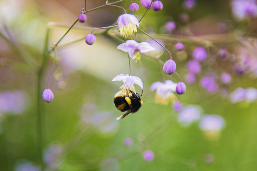 Bug-Proofing Your Campsite: Strategies For Keeping Pesky Insects At Bay, Including Natural Repellents And Mosquito Netting.