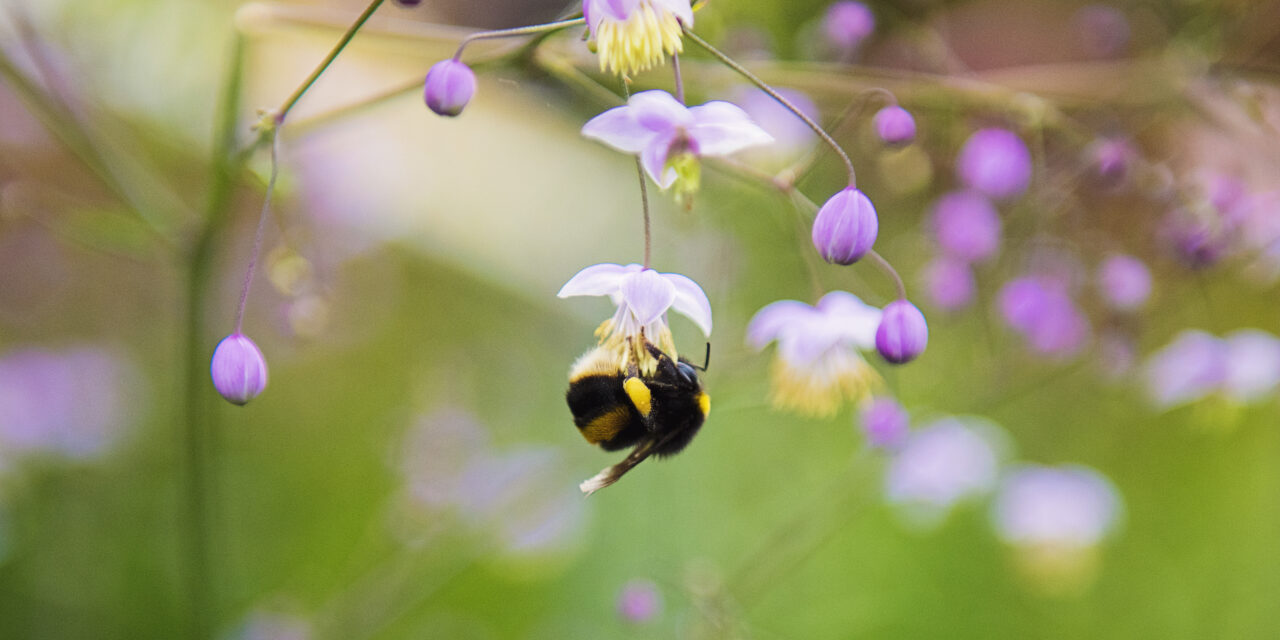 Bug-Proofing Your Campsite: Strategies For Keeping Pesky Insects At Bay, Including Natural Repellents And Mosquito Netting.