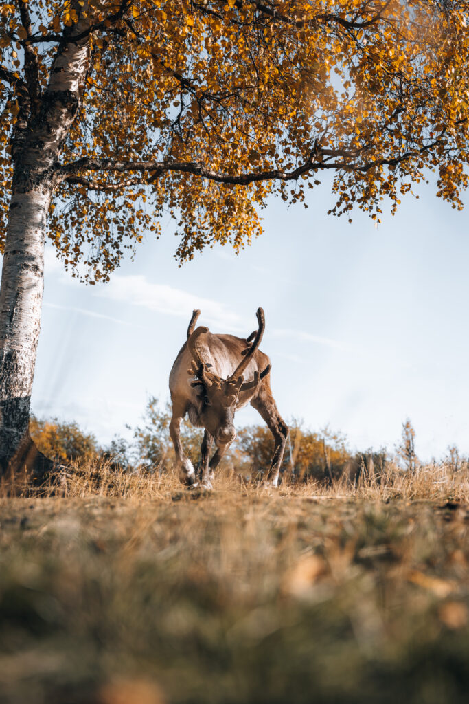 Camping Safety Tips: Tips For Staying Safe In The Wilderness, Covering Topics Like Wildlife Encounters, First Aid, And Navigation.